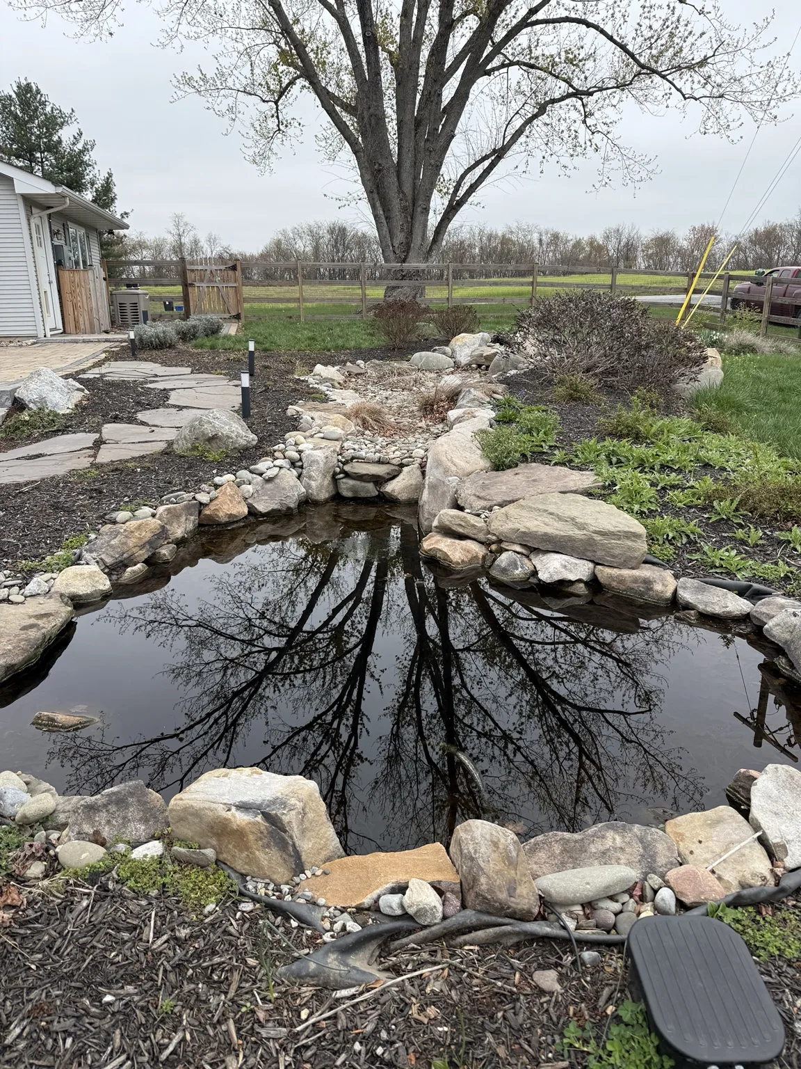 Backyard pond area before cleanup